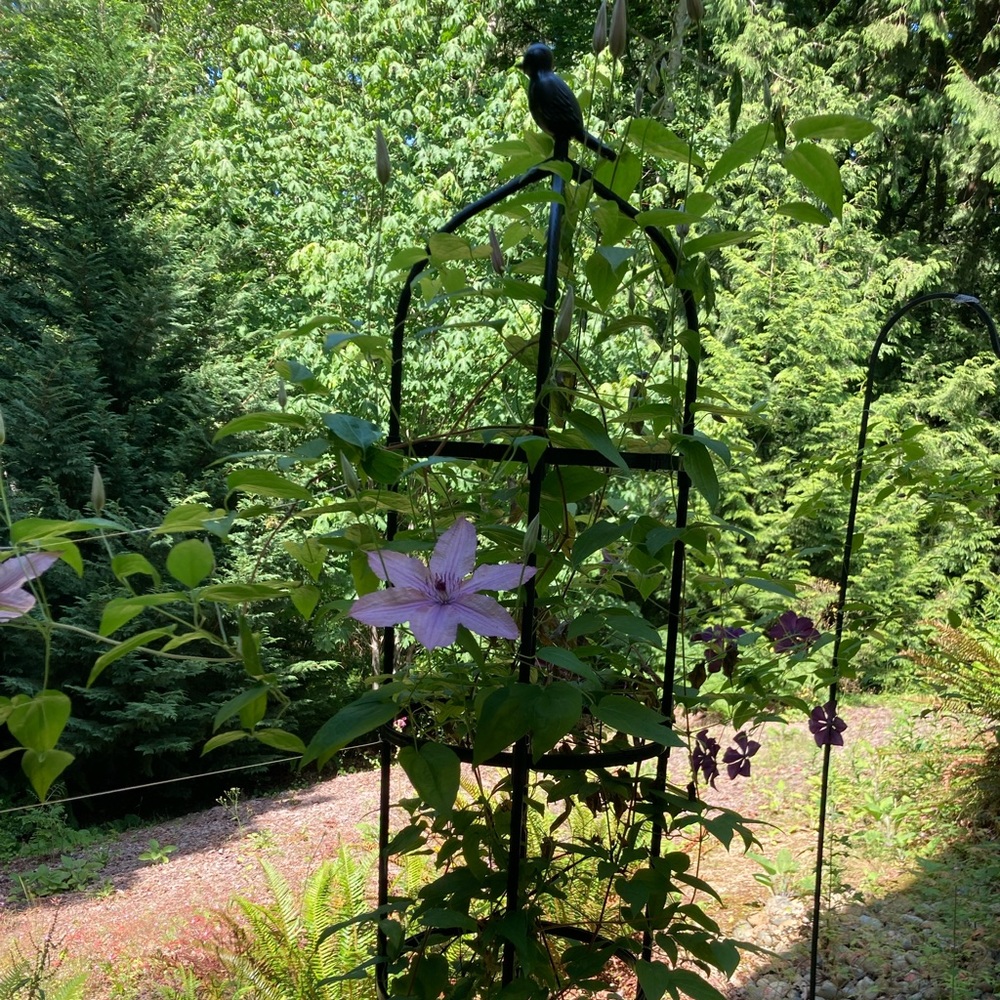**NEW** PCS 6 Ft Obelisk Garden Trellis for Climbing Outdoor Plants